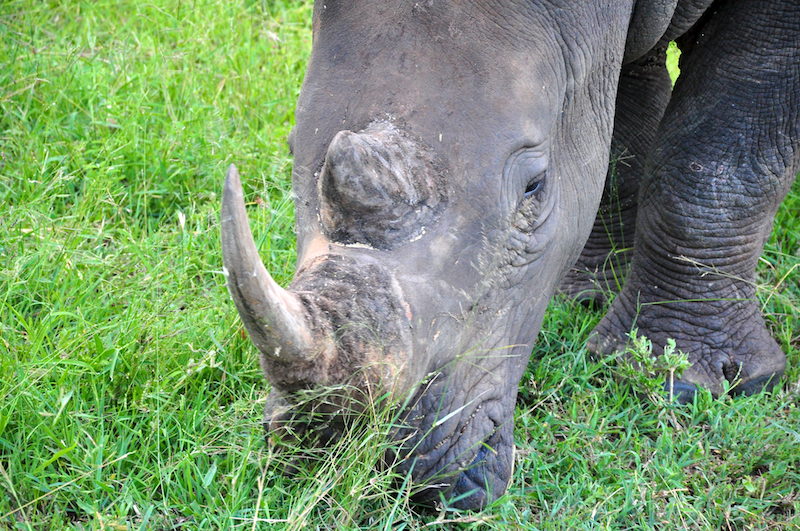 Melanie Heinrich - travel images - Lion Sands Private game reserver Hazyview